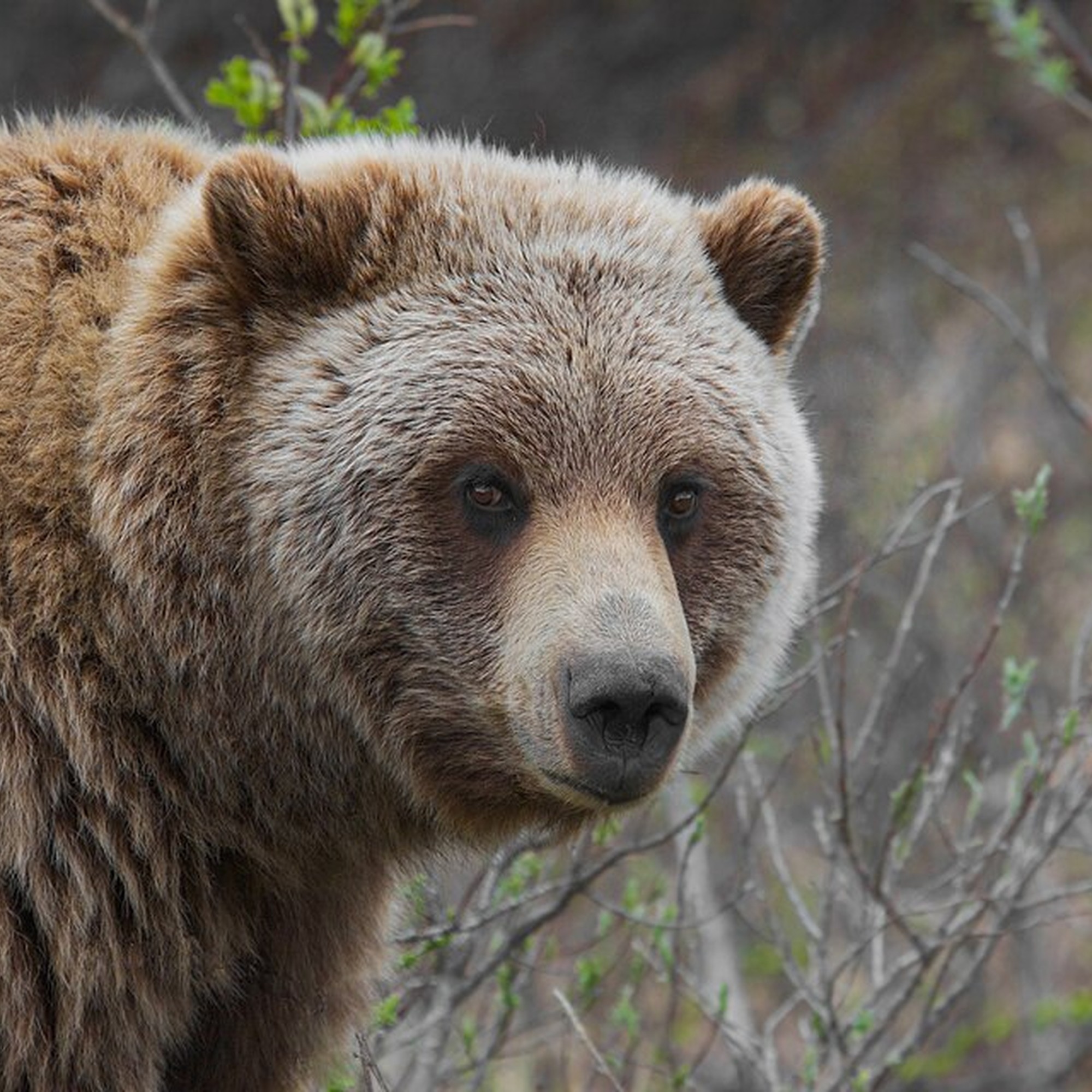Bear picture for kids school project