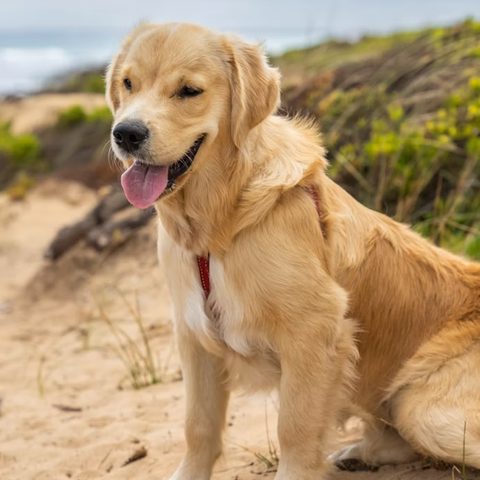 Dog picture for kids school project