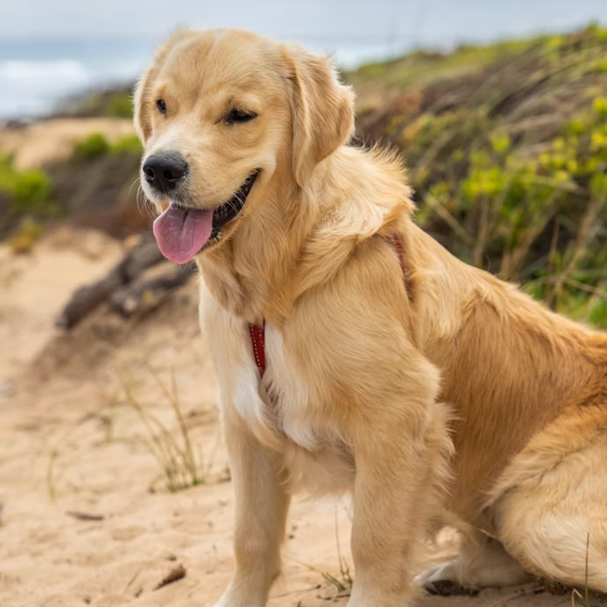 Dog picture for kids school project
