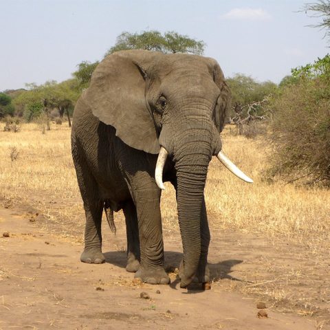 Elephant for kids school project