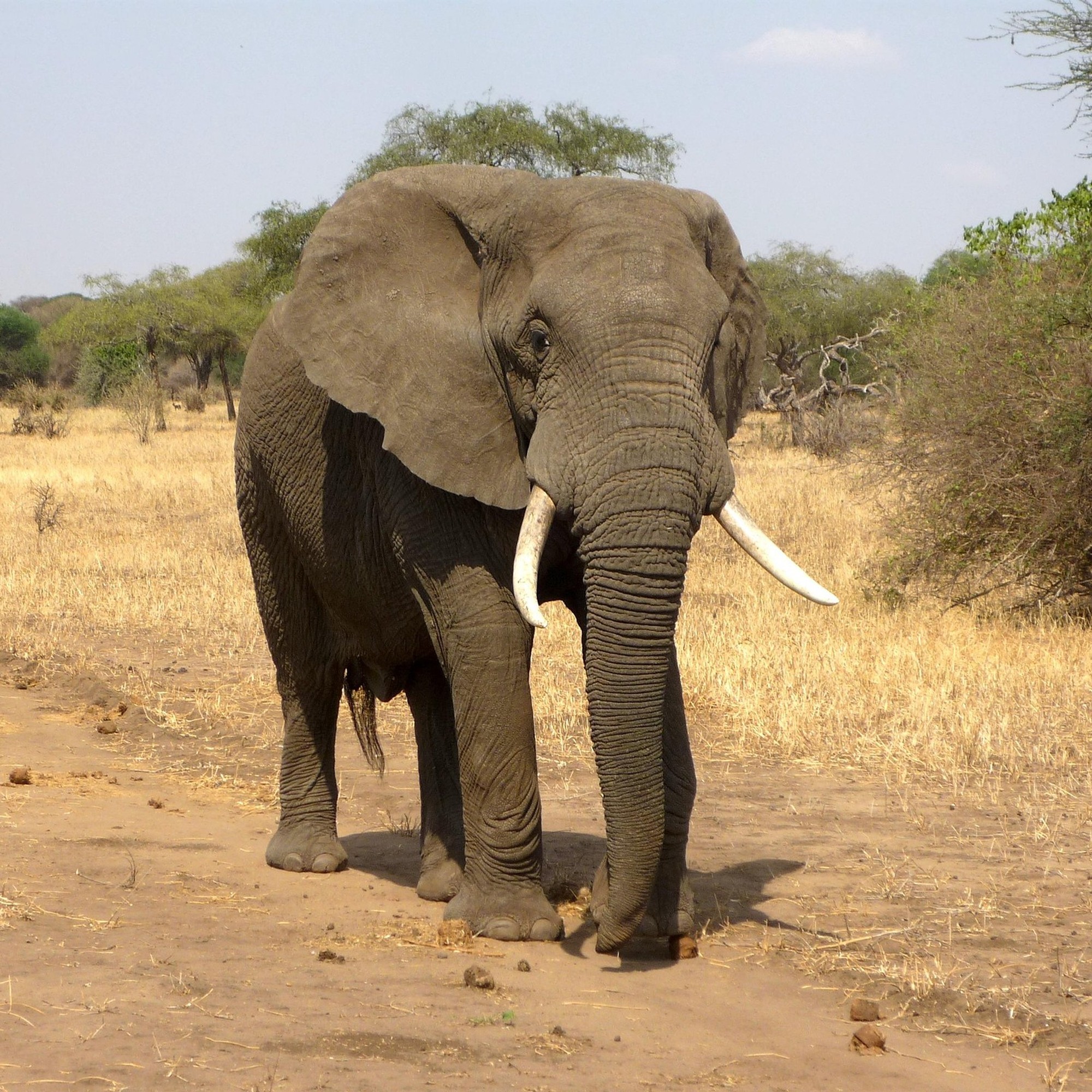 Elephant for kids school project