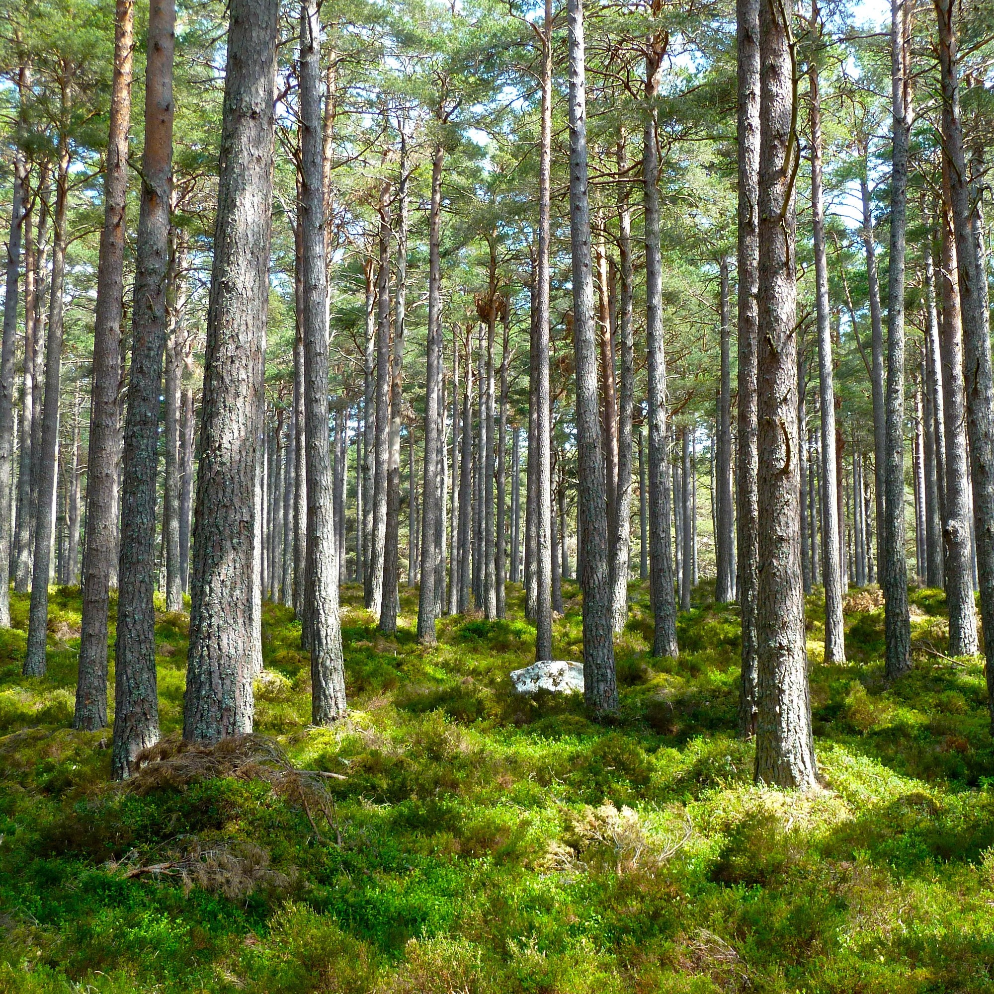 Environment pictures for kids school project