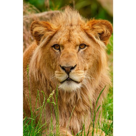 Lion illustration for kids