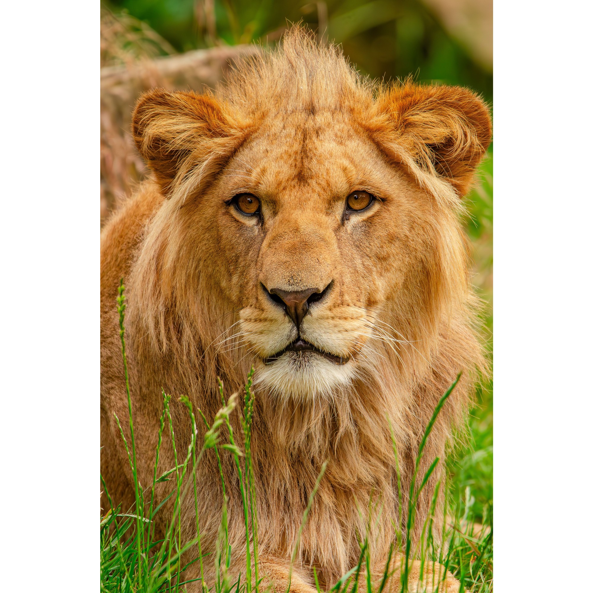 Lion illustration for kids