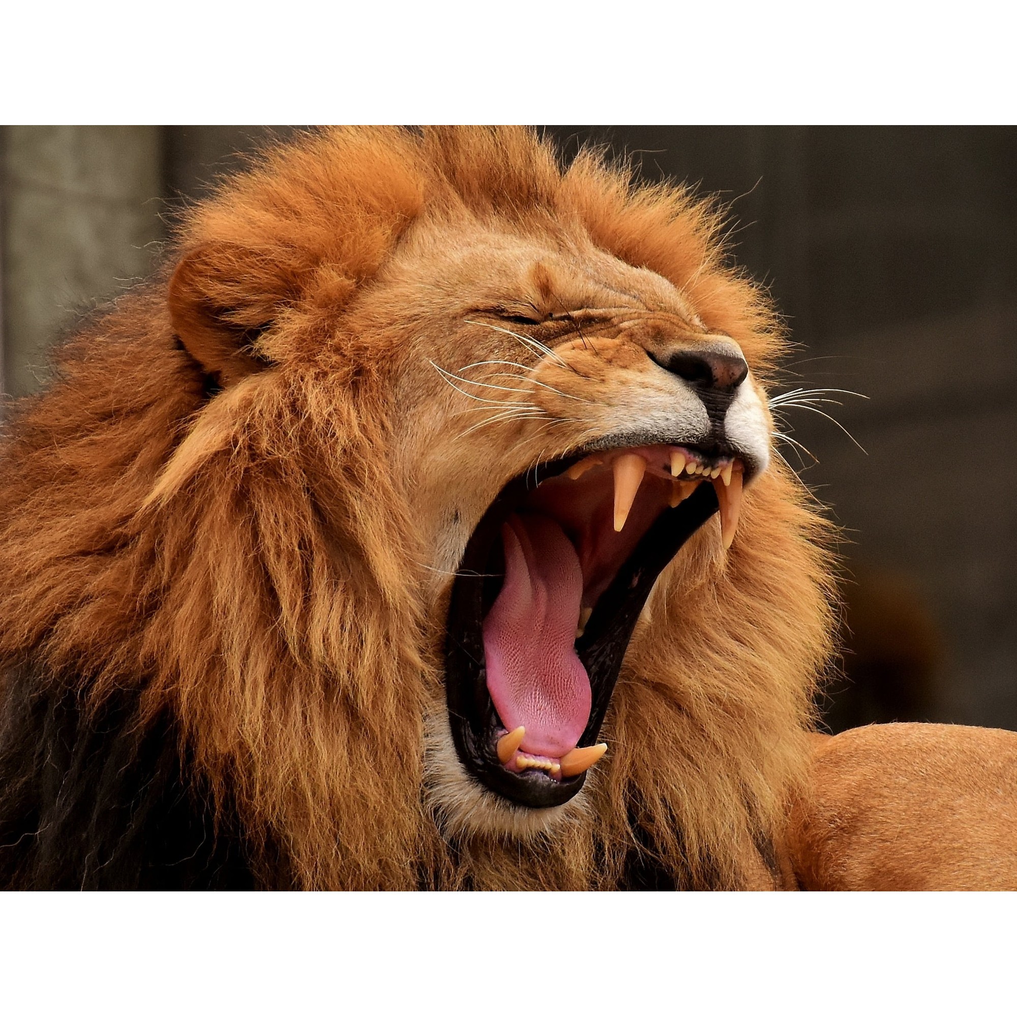 Lion for kids school project