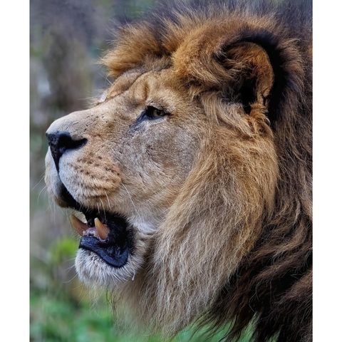 High-quality lion picture for kids, school projects, chart papers, assignments, scrapbooks and classroom activities.