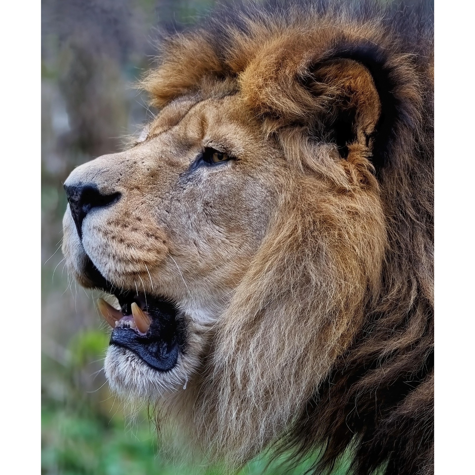 High-quality lion picture for kids, school projects, chart papers, assignments, scrapbooks and classroom activities.