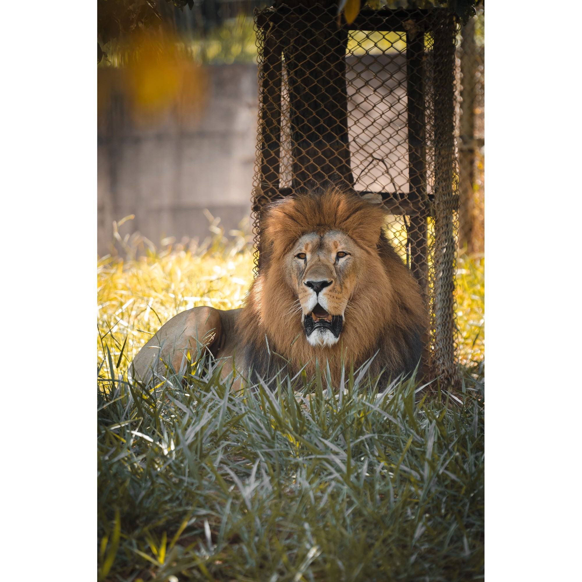 Lion for kids school project