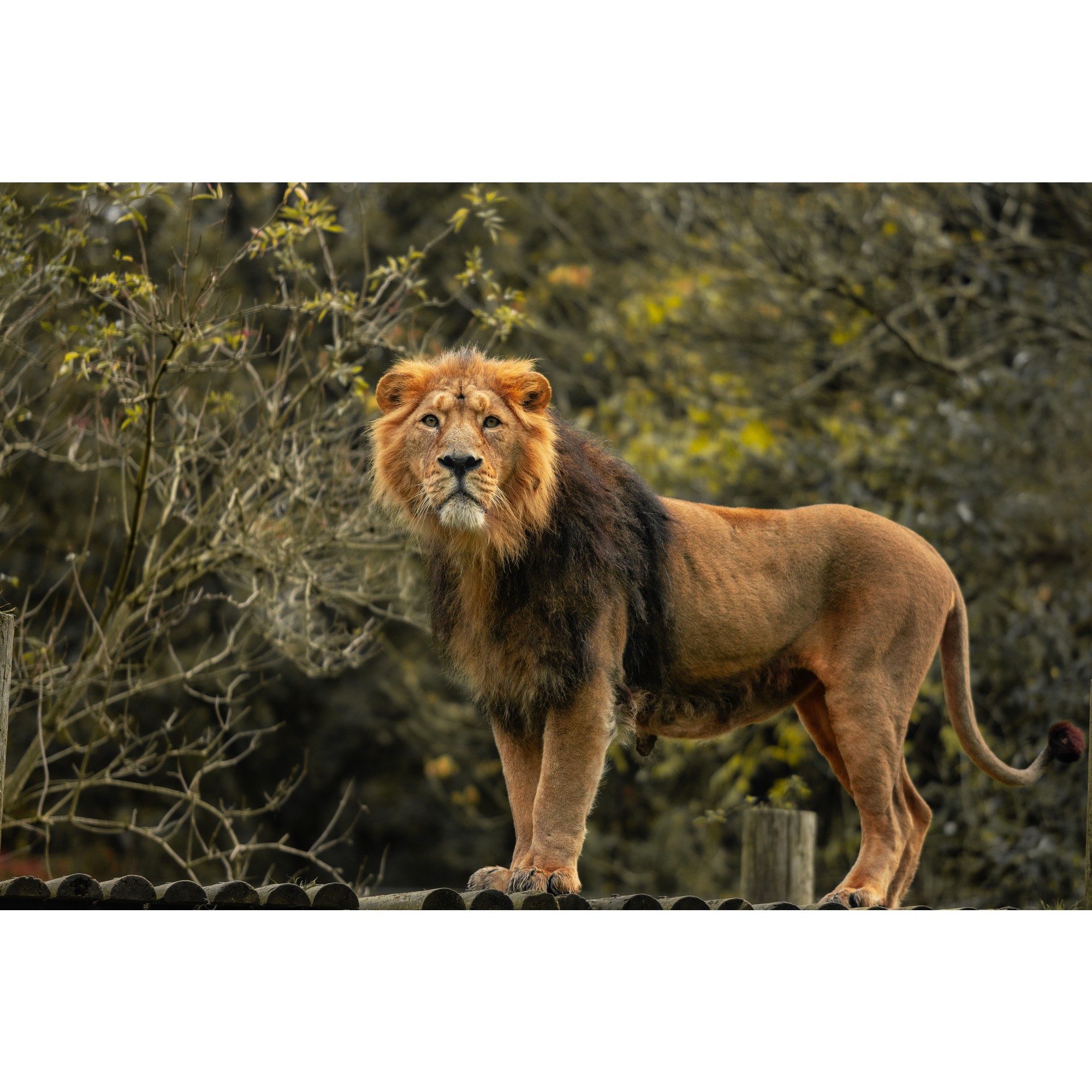 Lion for kids school project