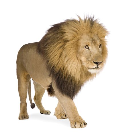 Lion for kids school project