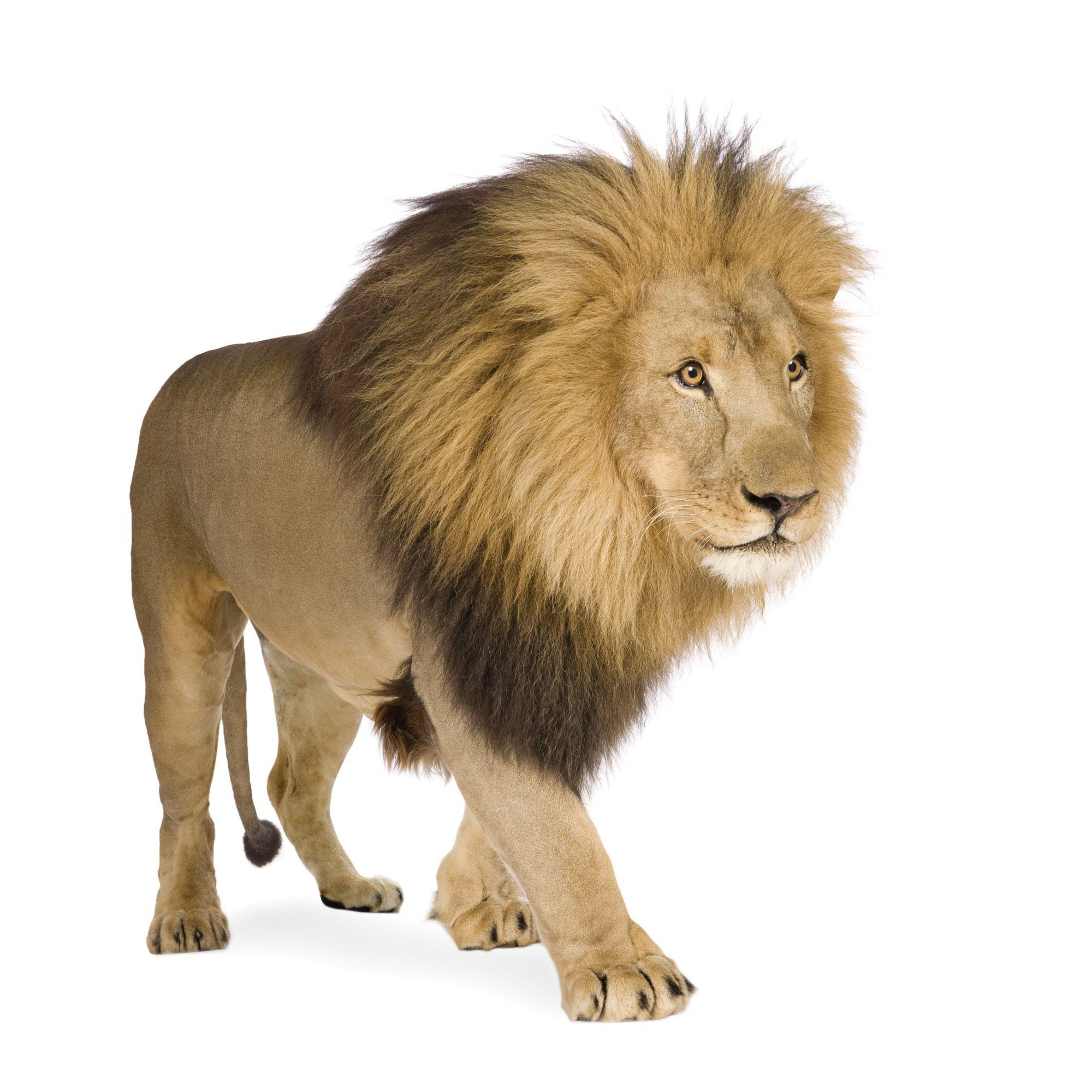 Lion for kids school project