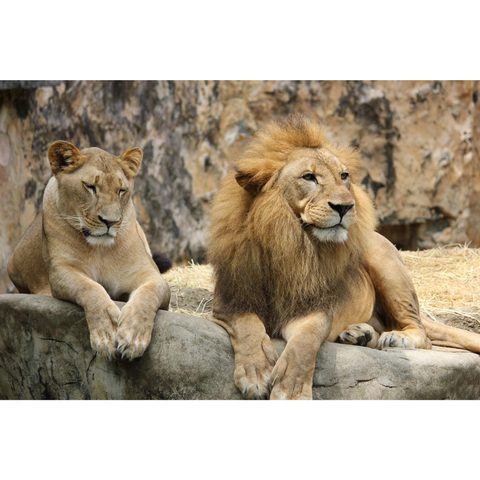 Lion for kids school project