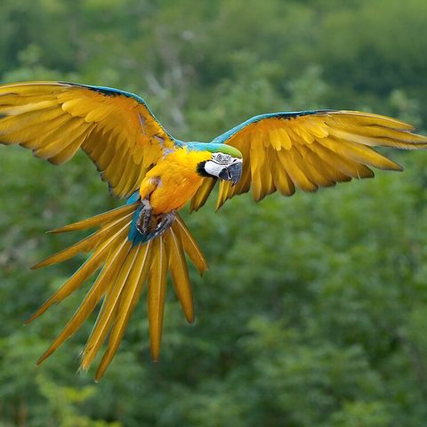 Macaw parrot picture for kids school project